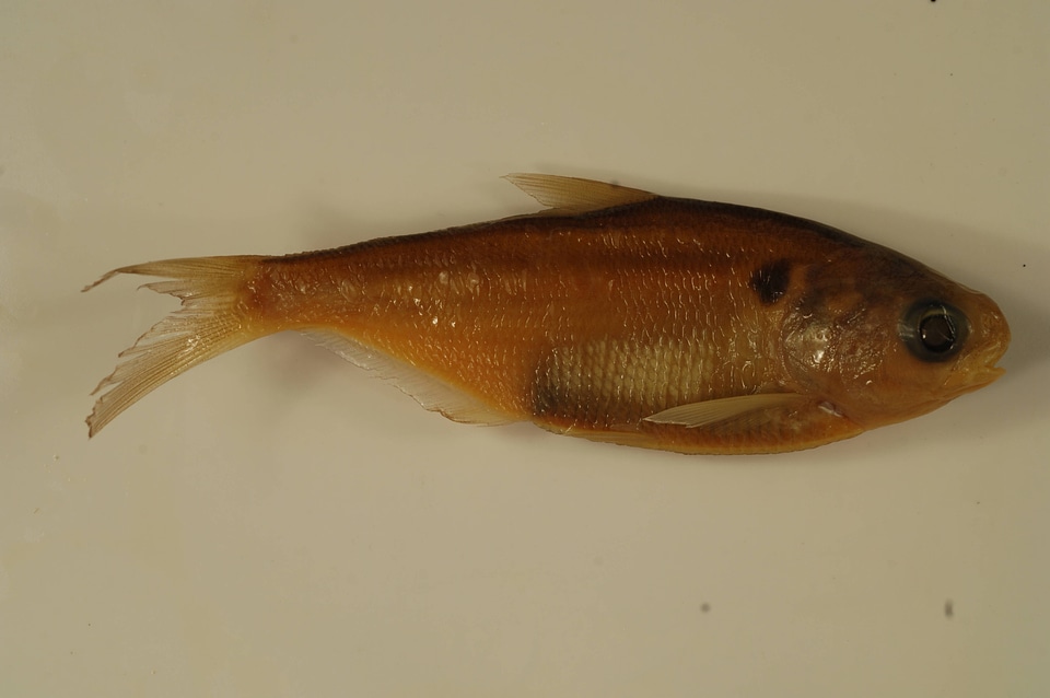 Dorosoma cepedianum