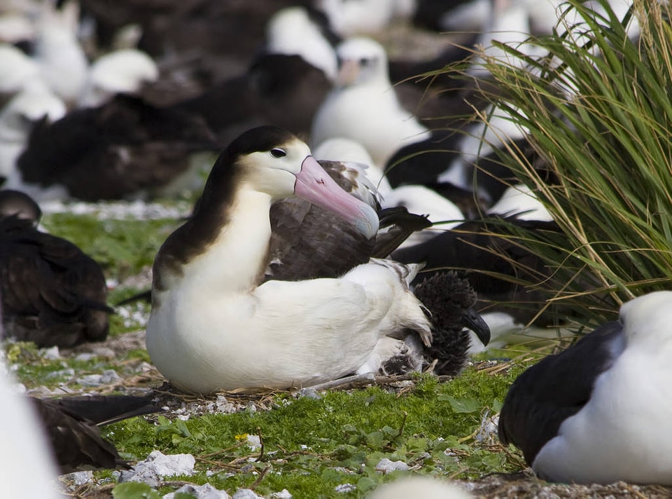 Female Short-tailed Albatross on Chick photo