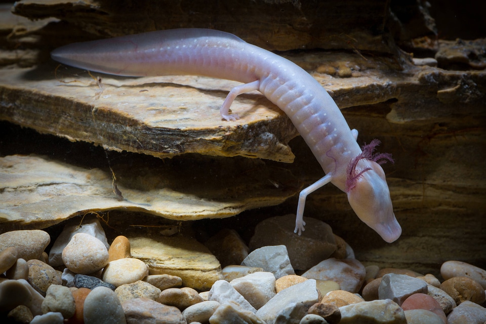 Texas Blind Salamander-2