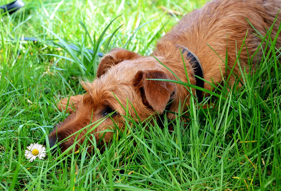 Meadow summer relaxation