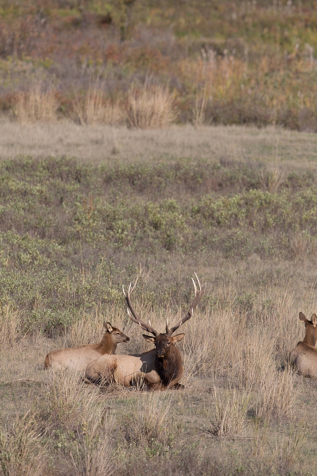 Bull Elk laying in grass-2
