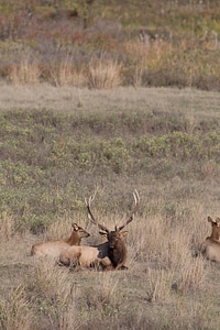 Bull Elk laying in grass-2 photo