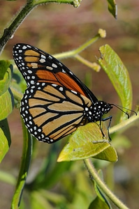 Monarch butterfly-2 photo