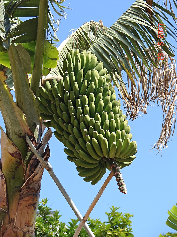Banana shrub fruit banana