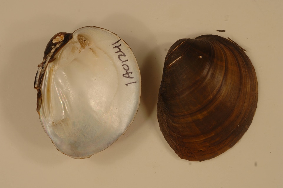 Obovaria olivaria-2