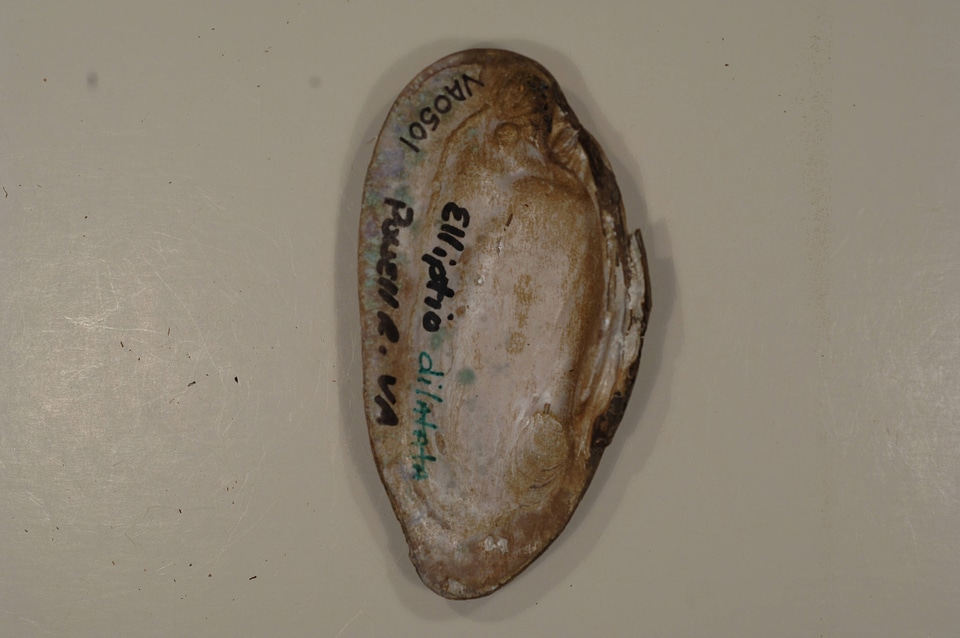 Elliptio dilatata (inside)