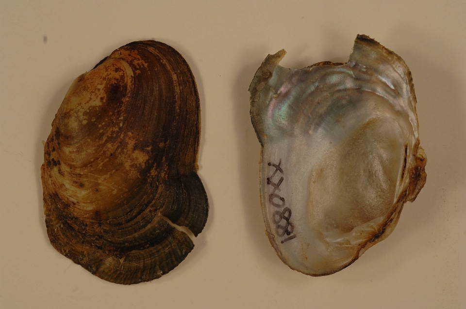 Epioblasma capsaeformis-3