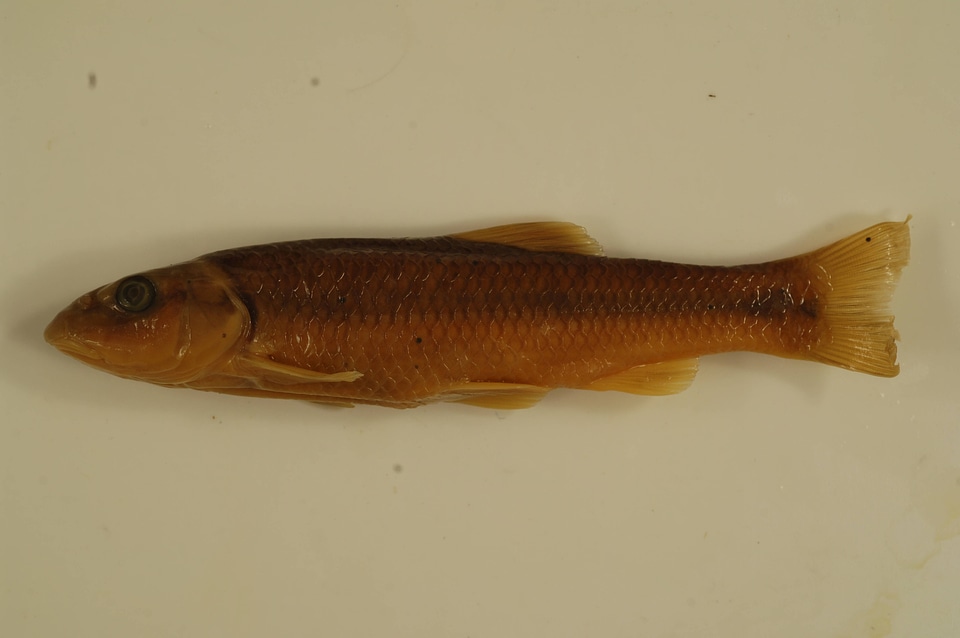 Nocomis platyrhynchus