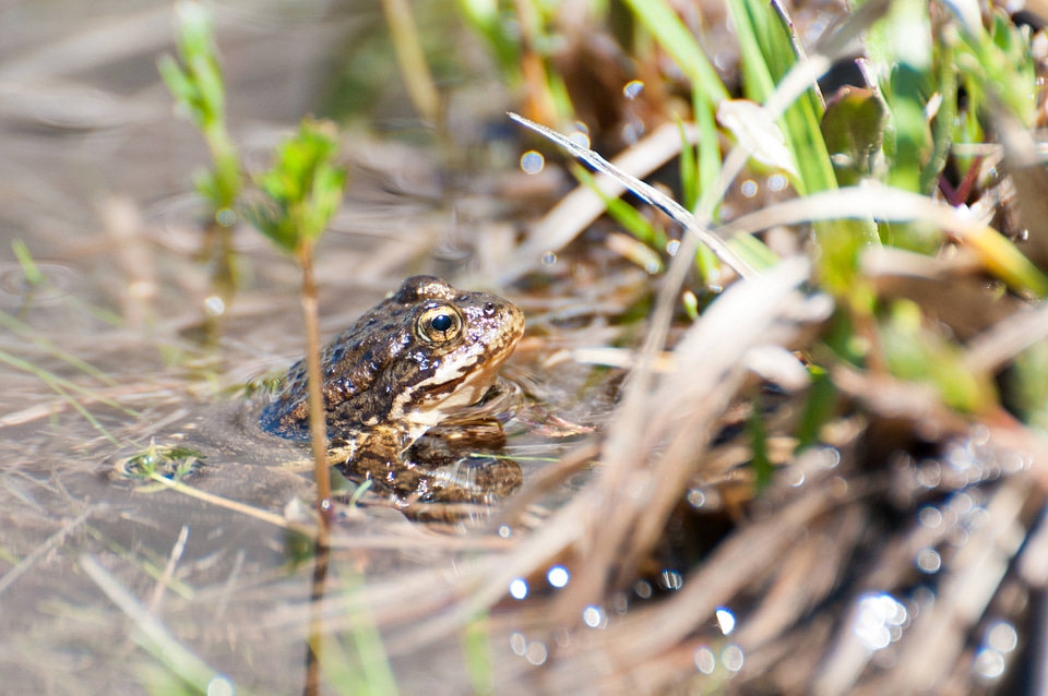 Mountain yellow-legged frog-1