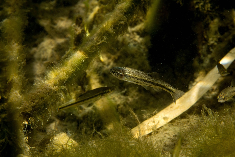 Ash Meadows Speckled Dace-1