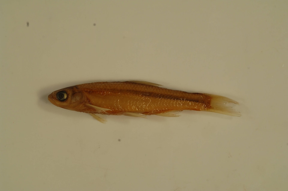 Notropis blennius-2