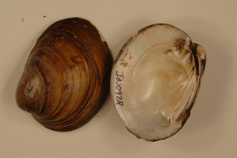 Obovaria olivaria-2