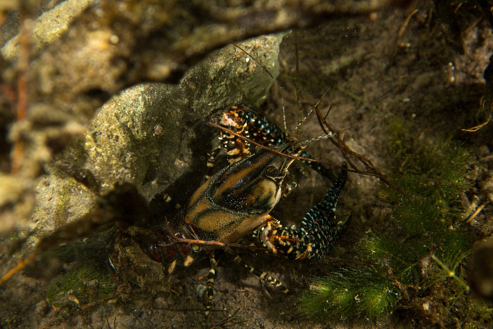 White tubercled crayfish