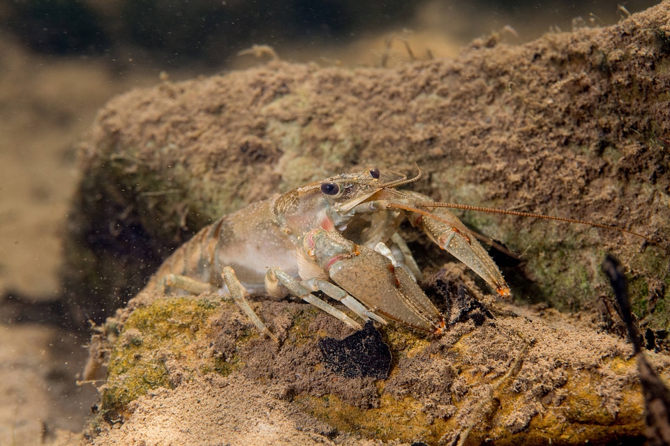 Allegheny Crayfish-1