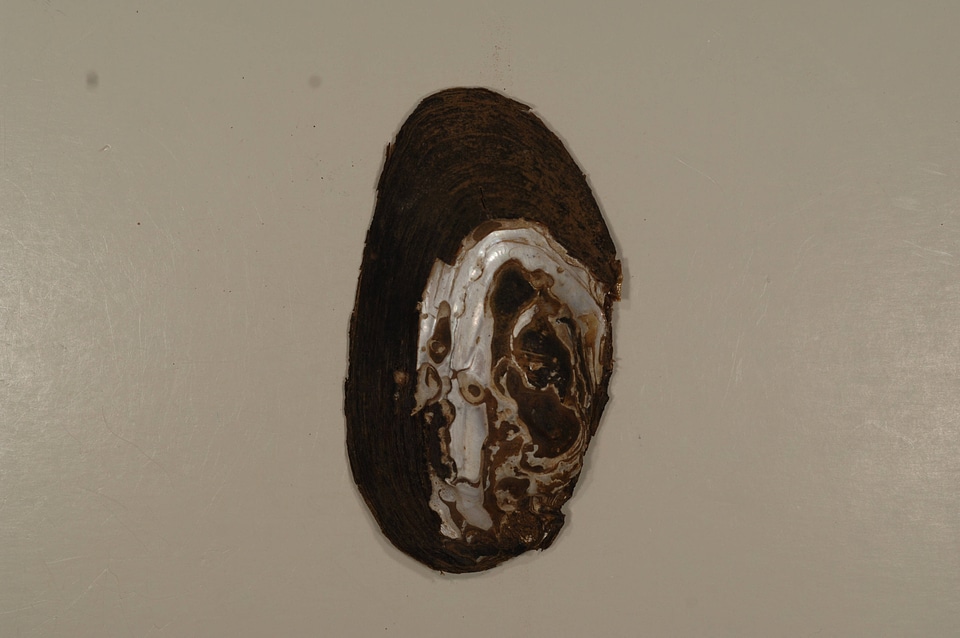 Elliptio complanata (outside)