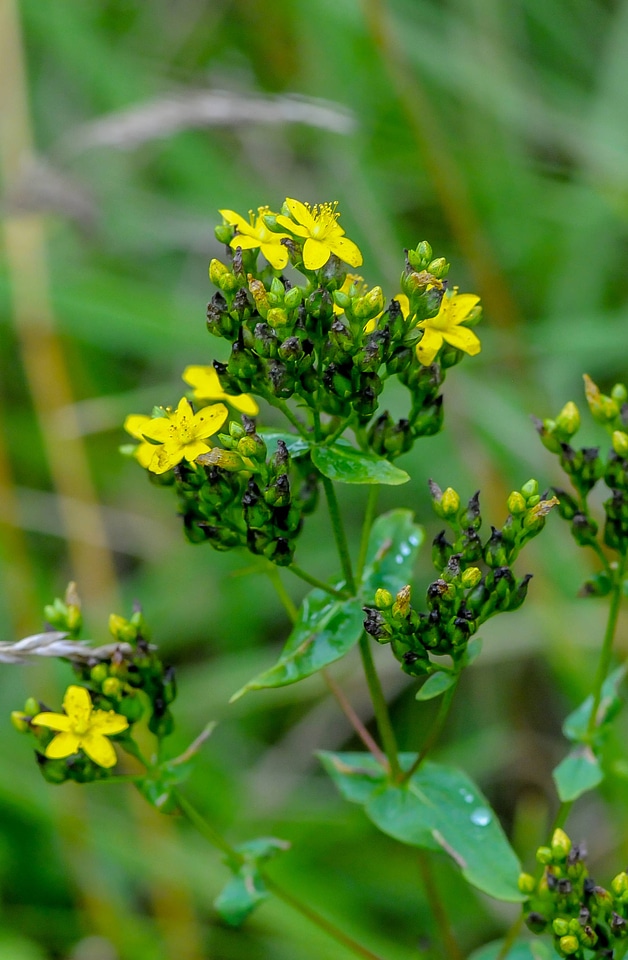 Invasive St. John's Wort