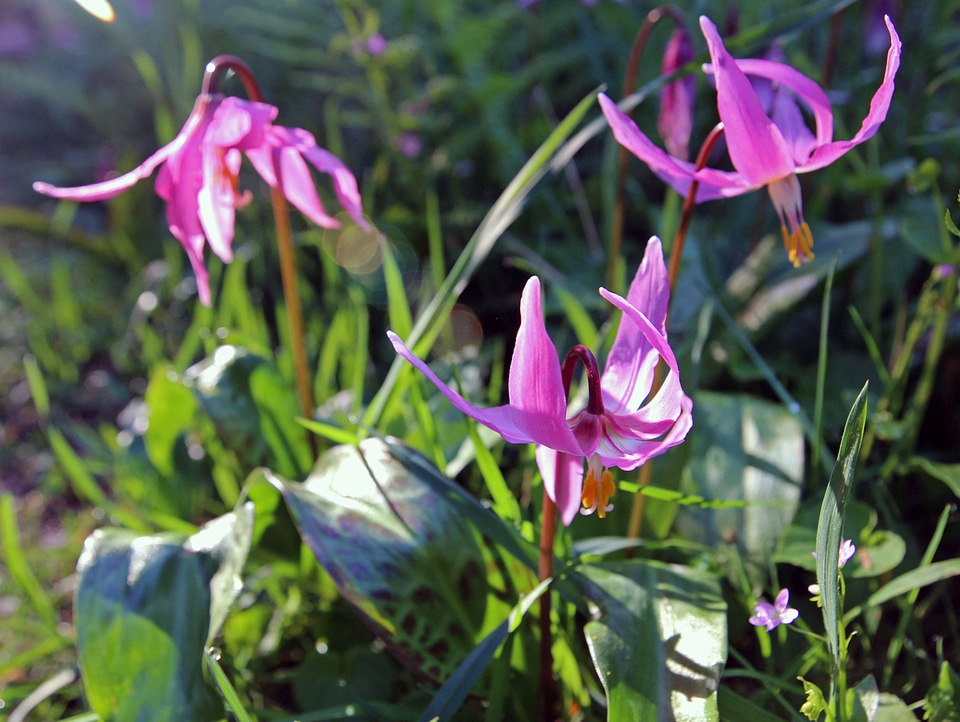Erythronium revolutum