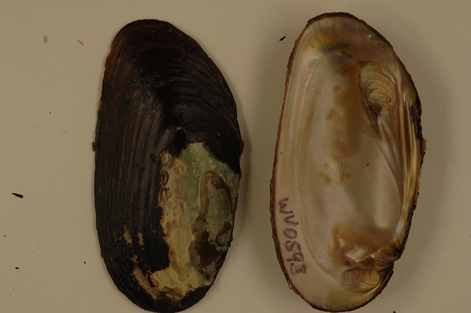 Elliptio complanata-1