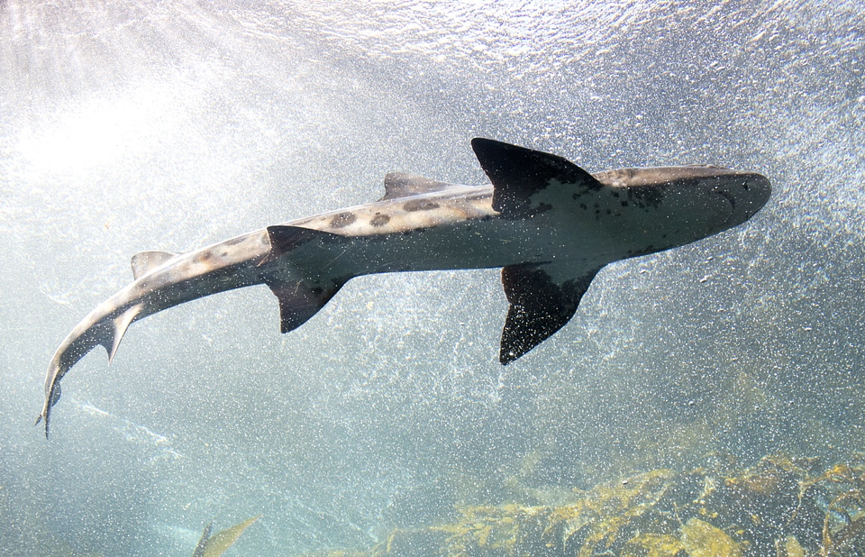Predator marine saltwater