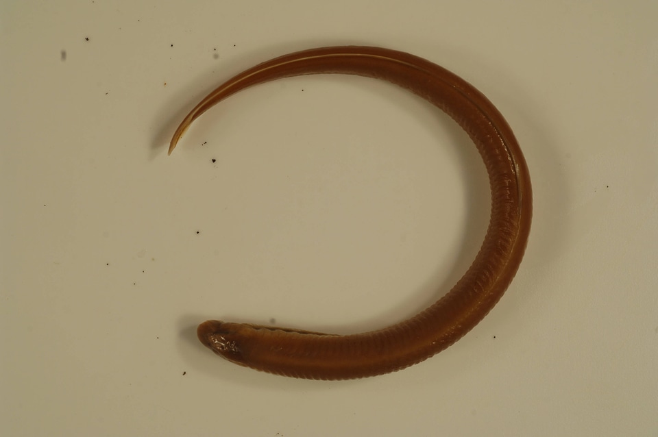 Entosphenus tridentatus