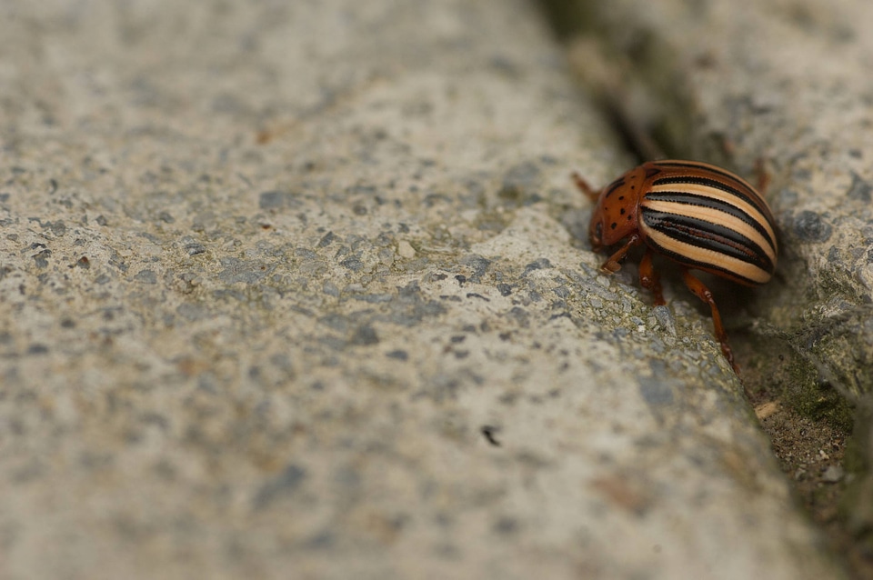Colorado potato beetle-2