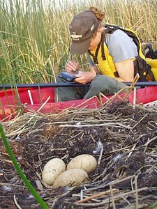 Collecting data on a swan nest photo