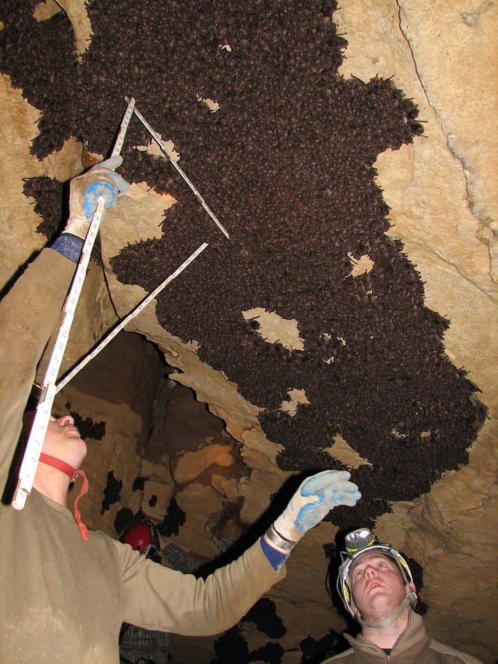 Indiana bat survey