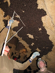 Indiana bat survey