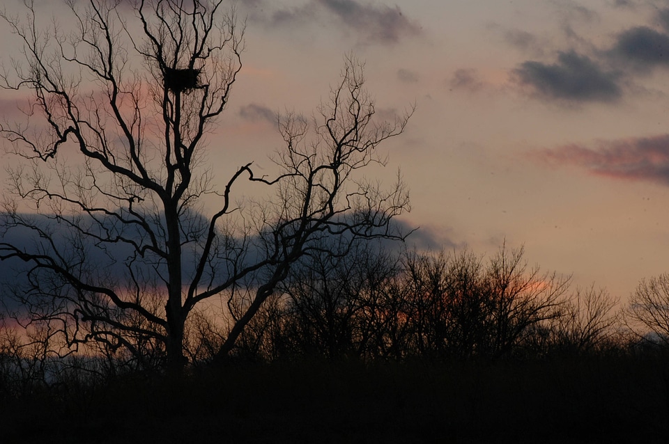 NCTC eagles nest at night-1
