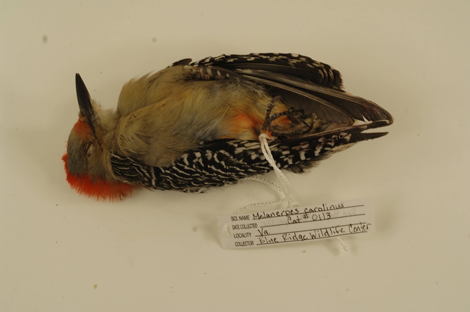 Melanerpes carolinus