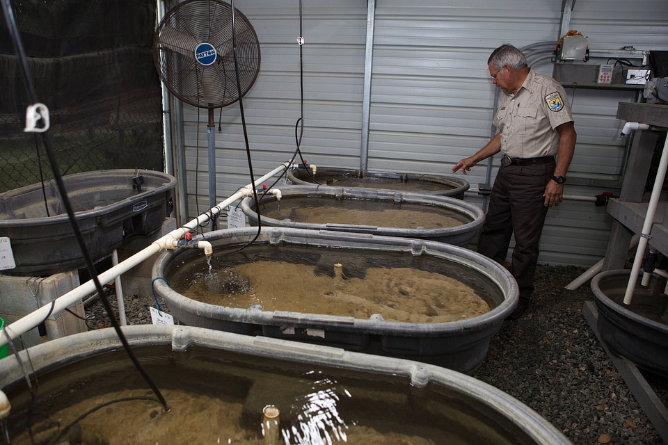 Capative propagation of the purple bankclimber mussel