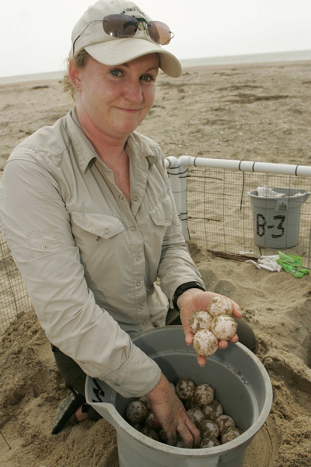 Turtle nest relocation