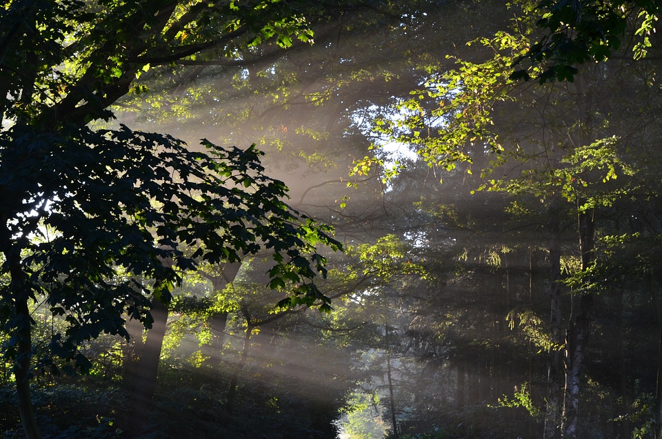 Trees sunlight morgenstimmung