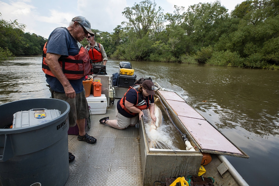 Biologist with gulf sturgeon on the Choctawhatchee River-1