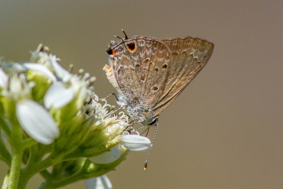 Mallow Scrub-hairstreak 