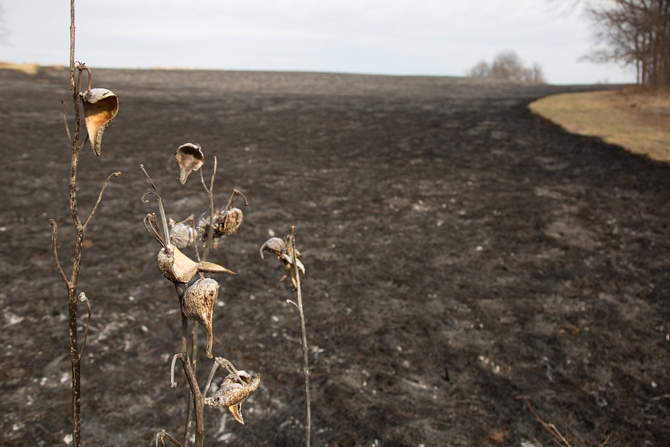 Prescribed burn at NCTC-2