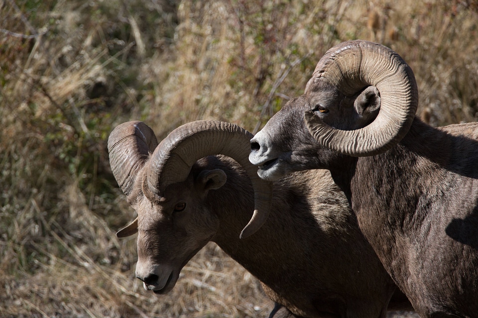 Two rams near a water hole