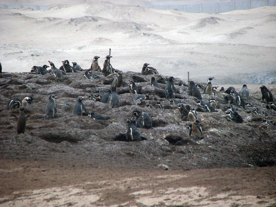 Humbolt penguins on nest hill