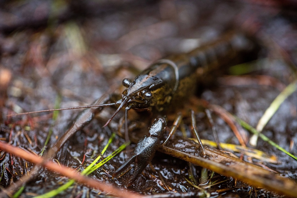 Panama City crayfish-1