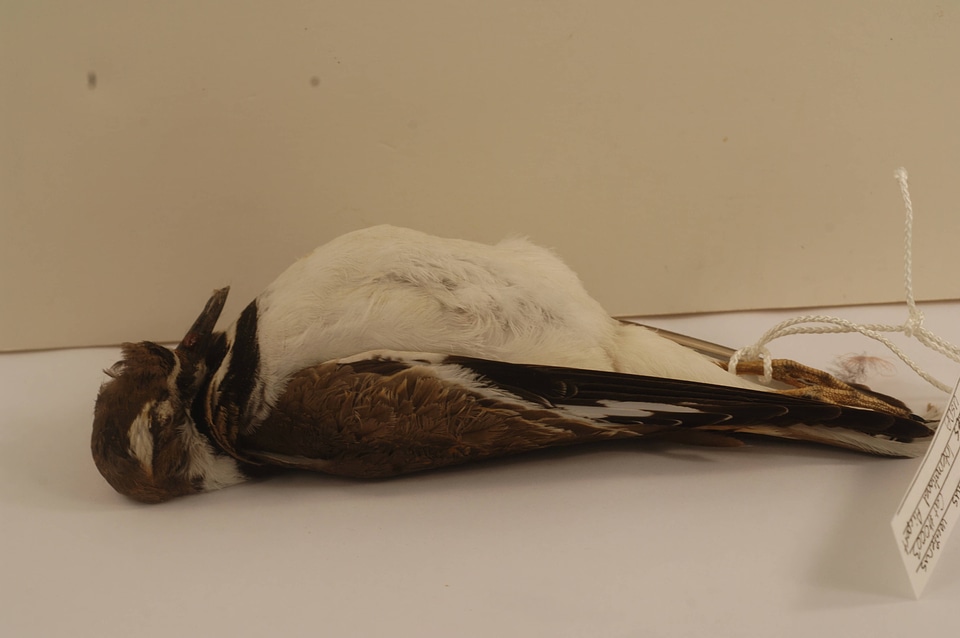 Charadrius vociferus