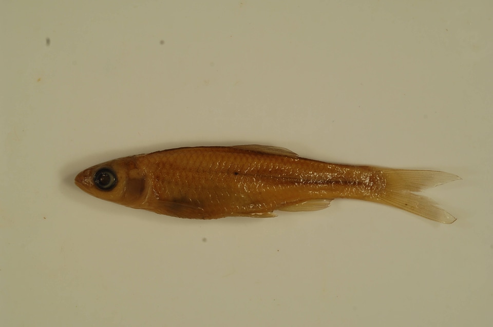 Cyprinella whipplei