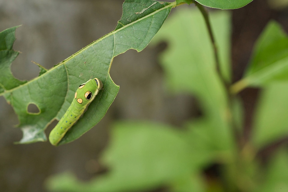 Spicebush swallowtail larvae-3