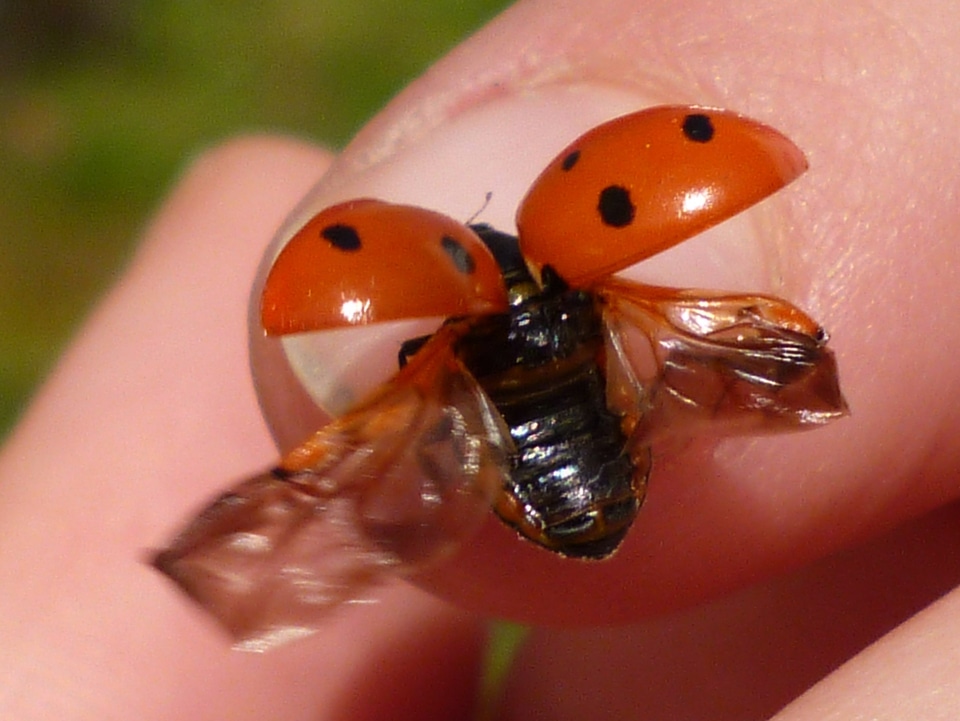 Ladybug red flight