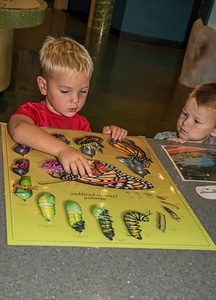 Visiting child looks at monarch butterfly poster-4