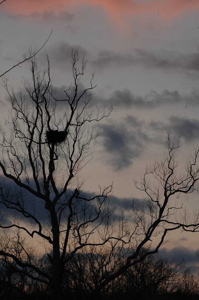 NCTC eagles nest at night-2