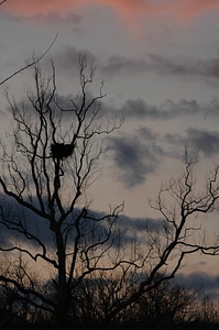 NCTC eagles nest at night-2