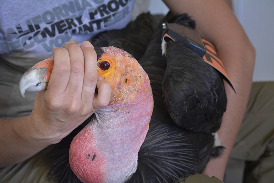 Holding a California Condor