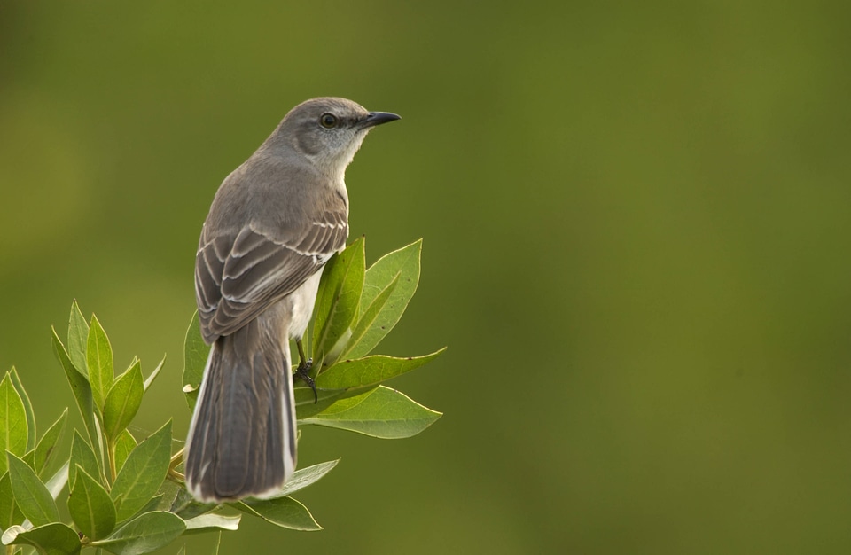 Northern mockingbird