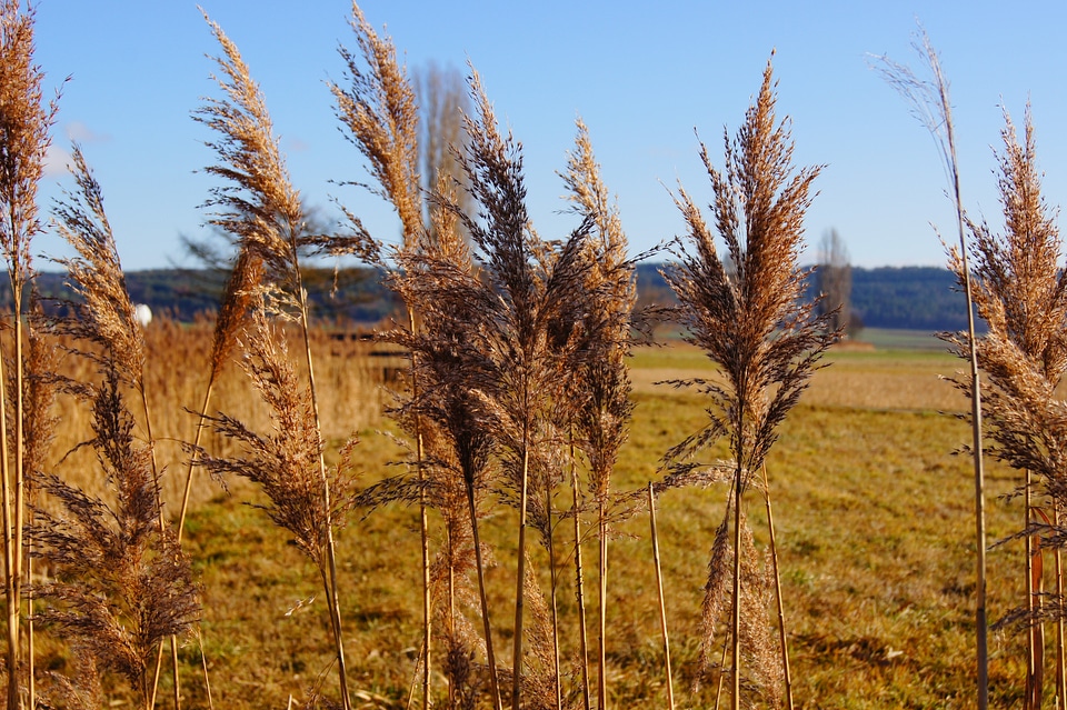 Plant marsh plant green