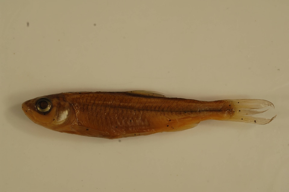 Luxilus chrysocephalus